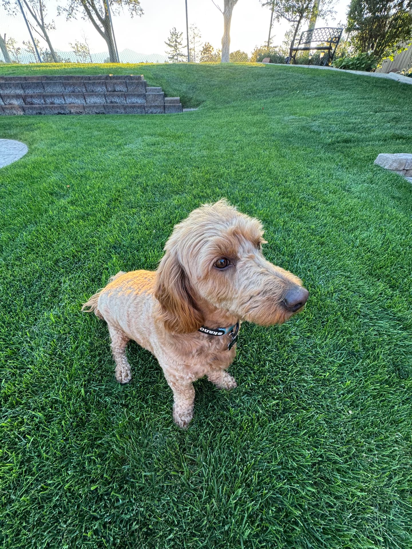 Golden doodle sitting on a thick green backyard lawn