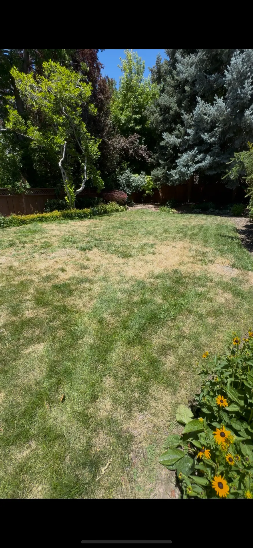 Patchy, dry backyard lawn in The Avenues before GreenGuard treatment