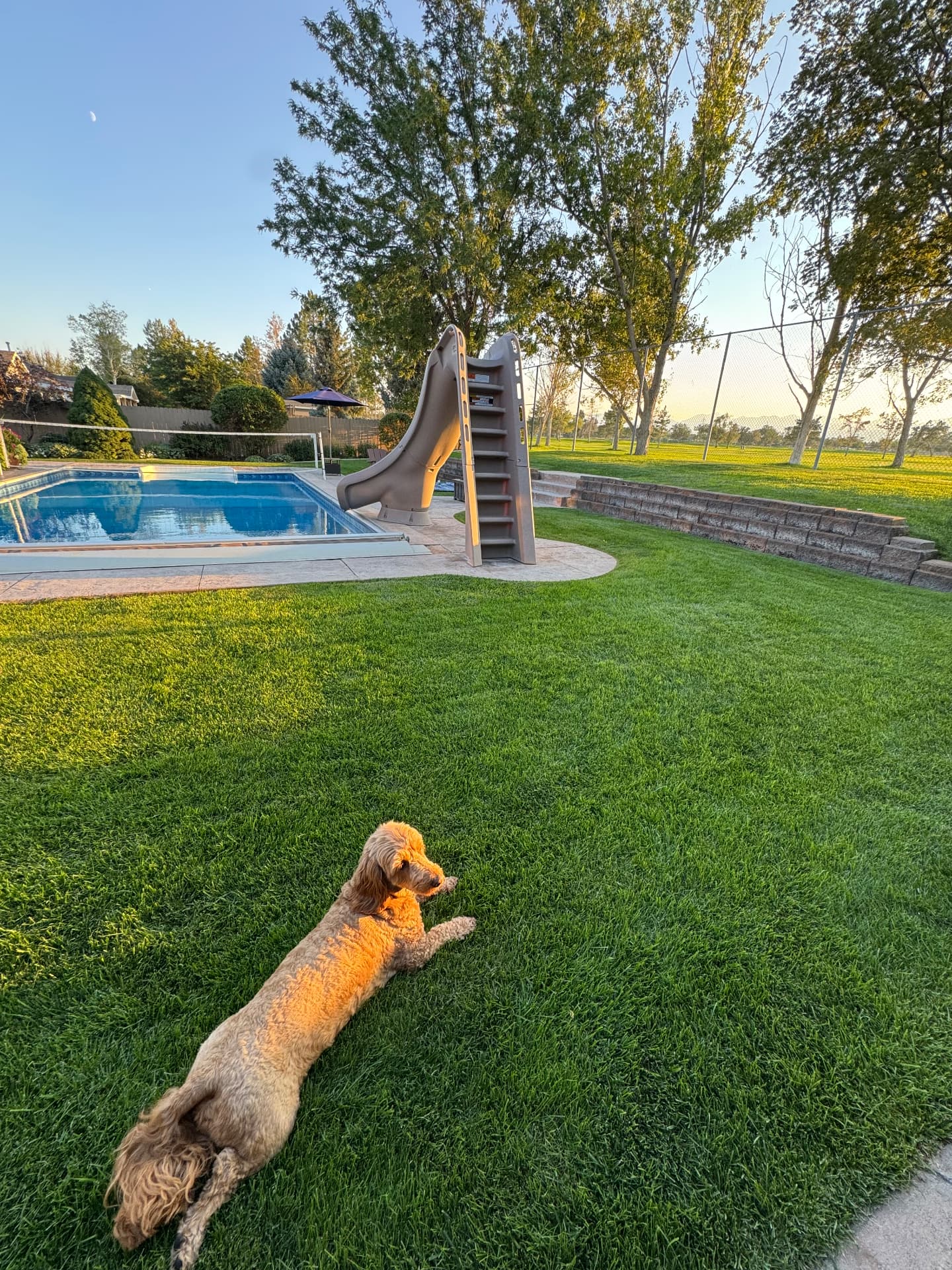 Dog lounging on a lush lawn next to a pool