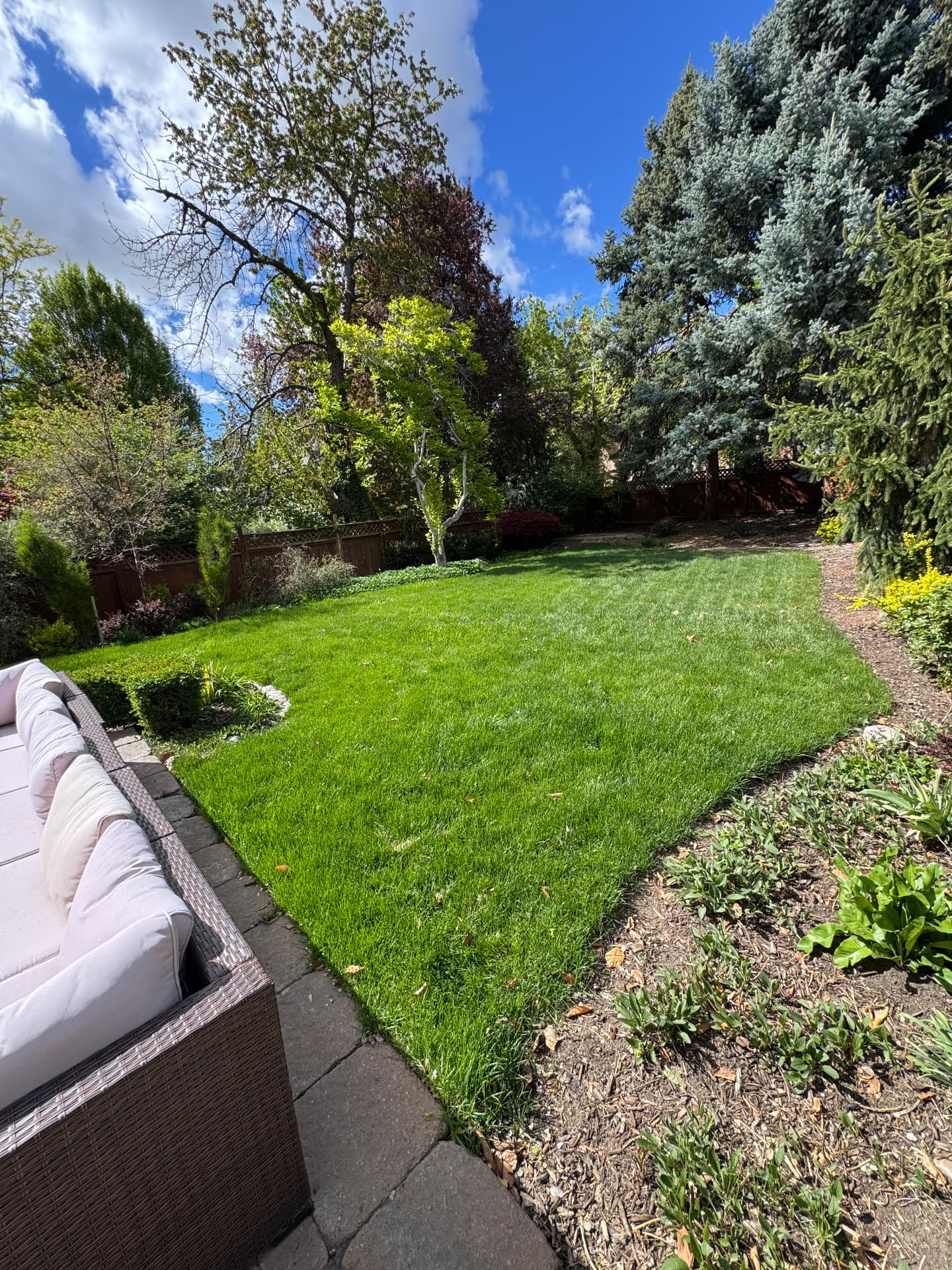 Lush backyard lawn we maintain in The Avenues, Salt Lake City